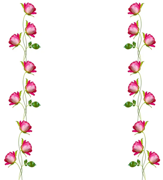 Brotes de flores de rosas aisladas sobre fondo blanco —  Fotos de Stock
