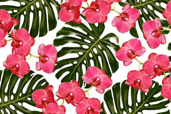 Зелений лист тропічної квітки монстра — стокове фото