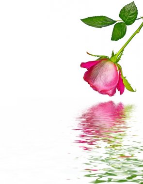 Çiçek tomurcuk gül beyaz bir arka plan üzerinde