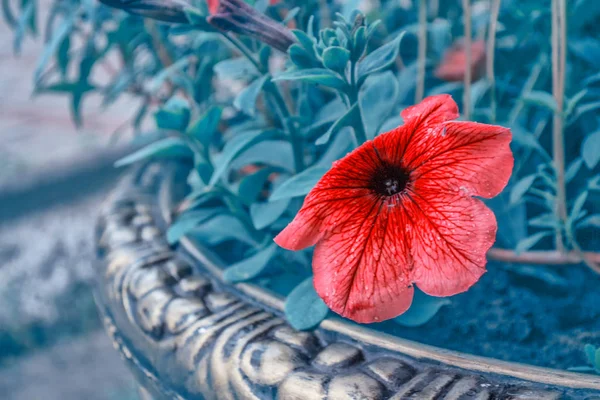 Pink petunia colorful flowers — Stock Photo, Image