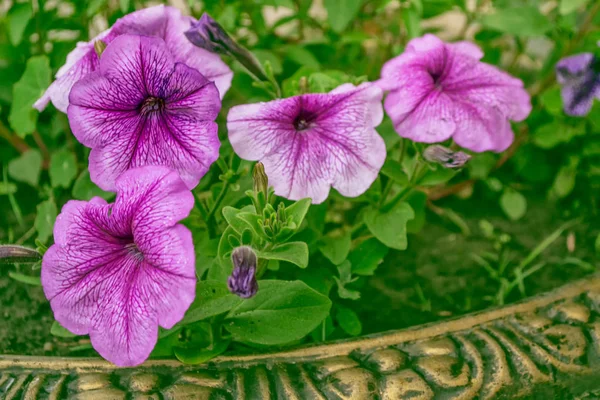 Rosa Petunien bunte Blumen — Stockfoto