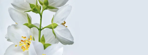 Jasmin blanc La branche délicates fleurs de printemps — Photo