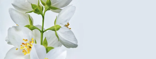 White jasmine The branch delicate spring flowers — Stock Photo, Image