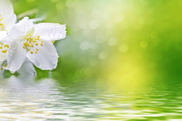 Witte jasmijn de tak delicate Lentebloemen — Stockfoto