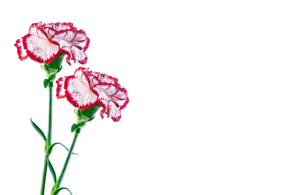 白の背景に分離されたカーネーションの花の花束. — ストック写真