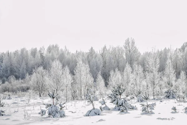 Forêt d'hiver gelée avec arbres enneigés. — Photo