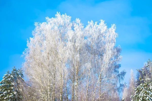 Forêt d'hiver gelée avec arbres enneigés. — Photo