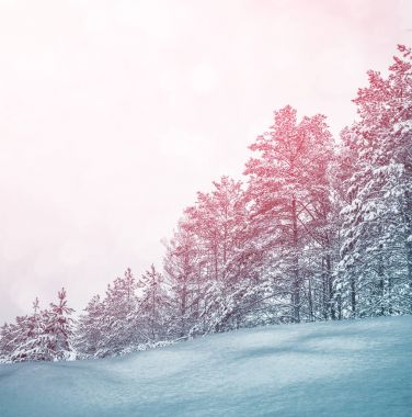 Karla kaplı ağaçlarla donuk kış ormanı.