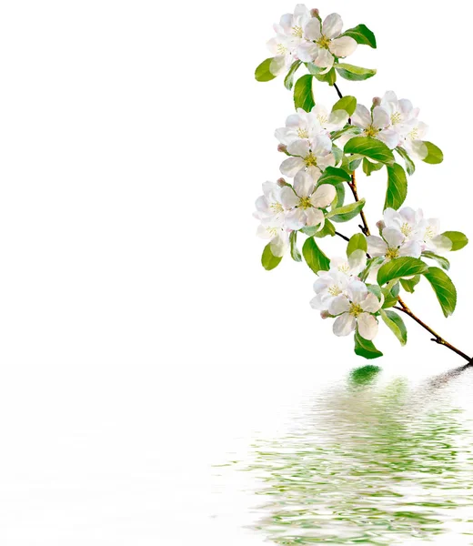 Ramo florido de maçã isolado em um fundo branco. Primavera — Fotografia de Stock