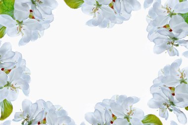 Parlak renkli bahar çiçekleri