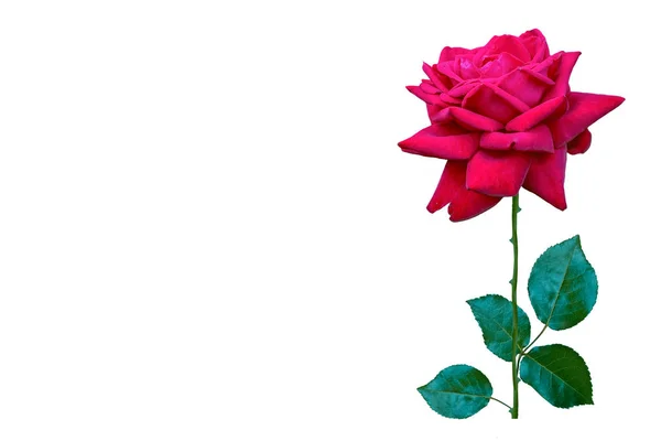 Poupě růže na bílém pozadí — Stock fotografie