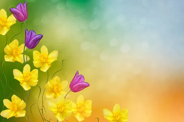 Frühlingsblumen Narzissen. Tulpe — Stockfoto