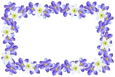 bahar beyaz zemin üzerine izole kardelen çiçek. 