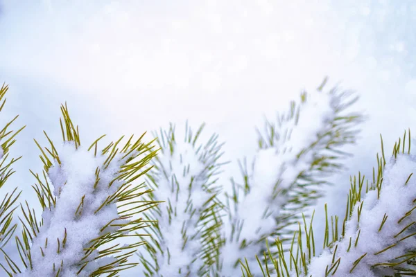 Bevroren winterbos met besneeuwde bomen. — Stockfoto