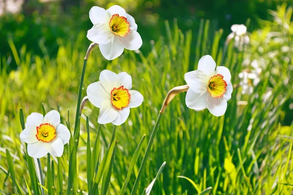 Flores brilhantes e coloridas narcisos — Fotografia de Stock