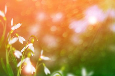 İlk narin bahar kar damlası.