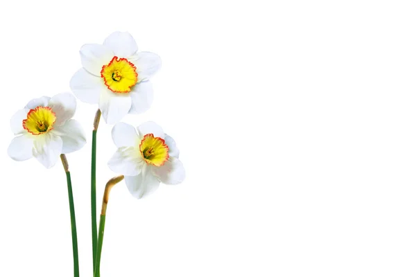 Våren blommor narcissus isolerad på vit bakgrund — Stok fotoğraf