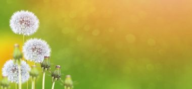 Kabarık karahindiba çiçek arka planı yaz lan