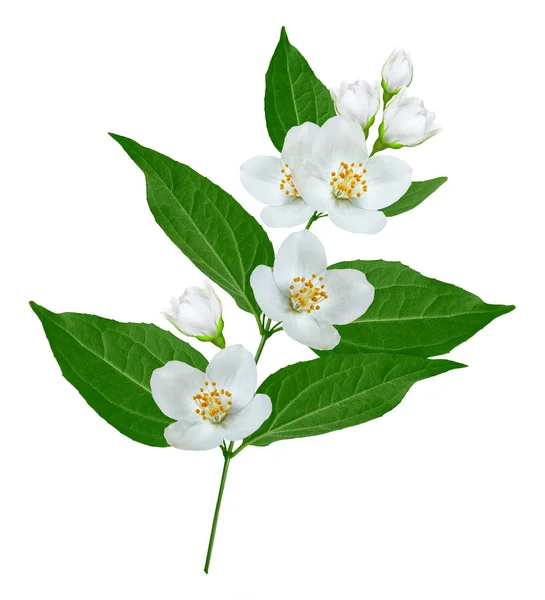 Branch of jasmine flowers — Stock Photo, Image