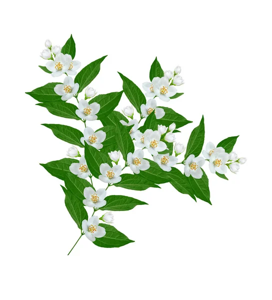 Branch of jasmine flowers — Stock Photo, Image