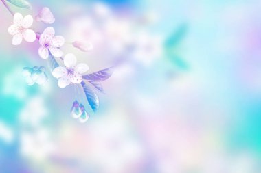 Parlak renkli bahar çiçekleri