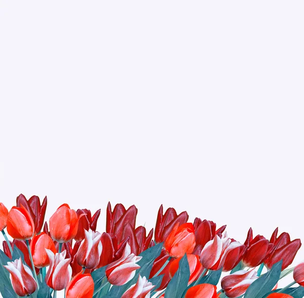 Fleurs printanières tulipes isolées sur fond blanc. — Photo