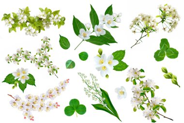 Beyaz arka plan üzerinde izole meyve dalı. Yasemin ve yonca.