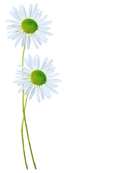 Gänseblümchen Sommer weiße Blume isoliert auf weißem Hintergrund — Stockfoto