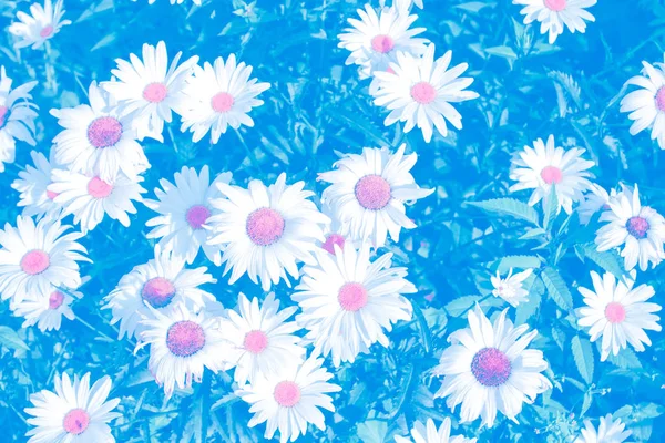 夏季景观背景上的白色明亮雏菊花 — 图库照片