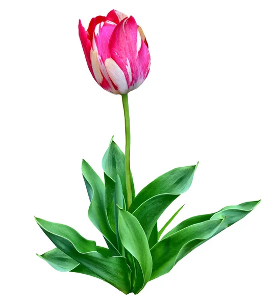 Frühling Blumen Tulpen isoliert auf weißem Hintergrund. — Stockfoto
