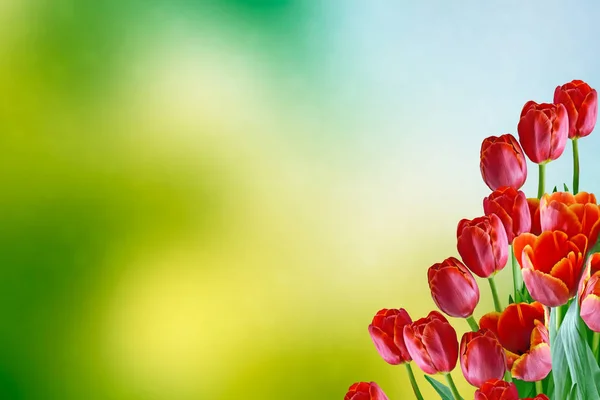 Heldere en kleurrijke bloemen tulpen — Stockfoto