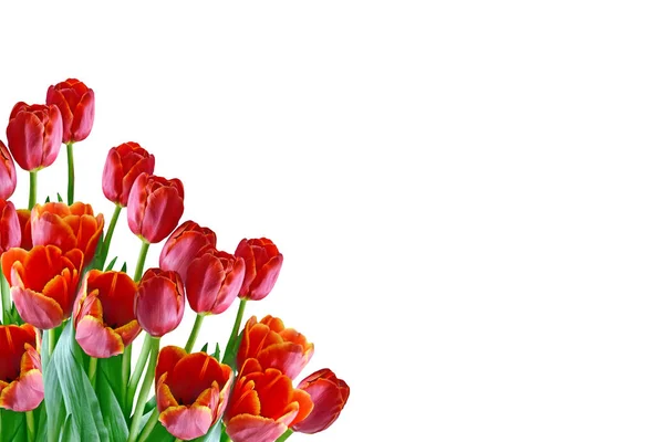 Spring flowers tulips — Stock Photo, Image