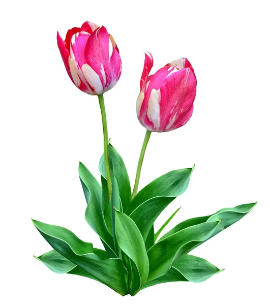 Spring flowers tulips isolated on white background. — Stock Photo, Image