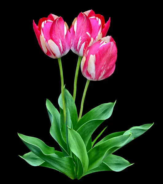 Tulipes fleurs printemps — Photo