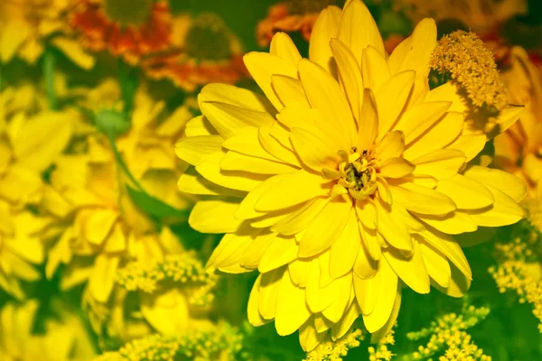 Bouquet di fiori autunnali dalie e calendule . — Foto Stock