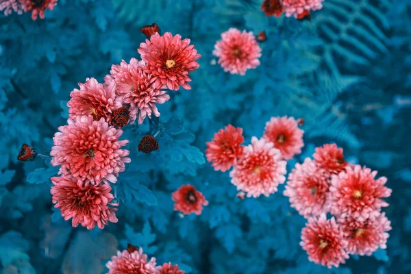 Colorful chrysanthemum flowers on a background of the autumn lan — Stock Photo, Image