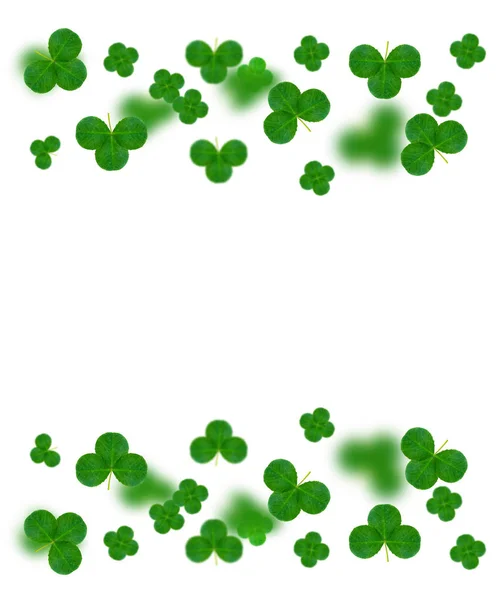 Τετράφυλλο τριφύλλι σε άσπρο φόντο. Πράσινο φύλλωμα. Του St.Patrick Da — Φωτογραφία Αρχείου