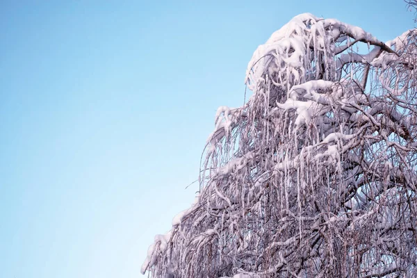 Forêt d'hiver gelée avec arbres enneigés. — Photo