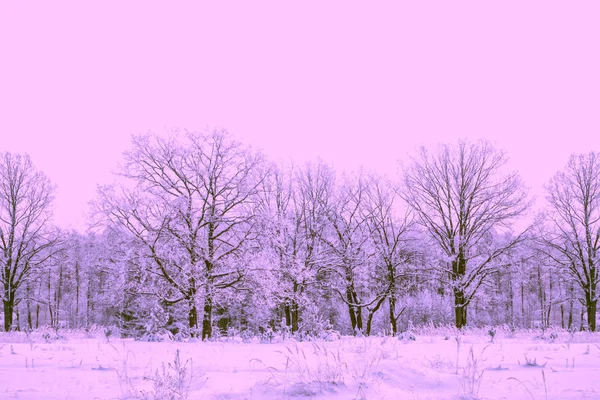 Floresta de inverno congelada com árvores cobertas de neve. — Fotografia de Stock