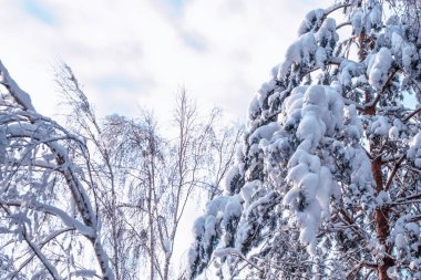  Karla kaplı ağaçlarla donuk kış ormanı.