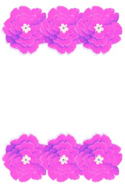 Bahar çiçekleri Primula 