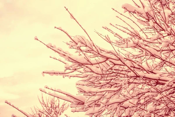 Bosque de invierno congelado con árboles cubiertos de nieve. —  Fotos de Stock