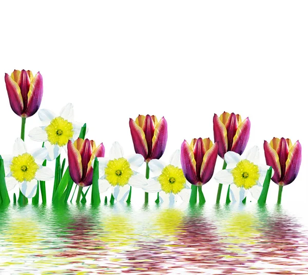 Frühling Blumen Tulpen isoliert auf weißem Hintergrund. — Stockfoto