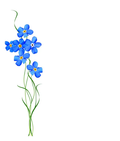 Lente bloem forget-me-not — Stockfoto