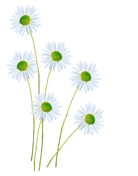 Daisies summer white flower isolated on white background — Stock Photo, Image