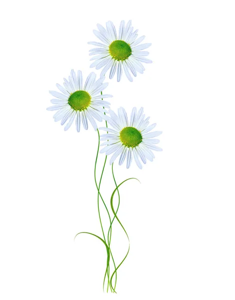 Daisies summer white flower isolated on white background — Stock Photo, Image