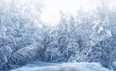  Karla kaplı ağaçlarla donuk kış ormanı.