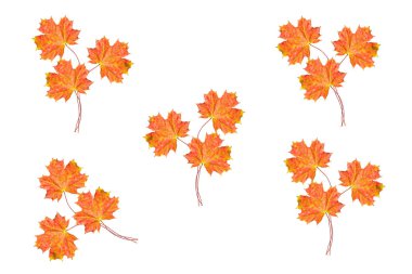 parlak renkli sonbahar yaprakları