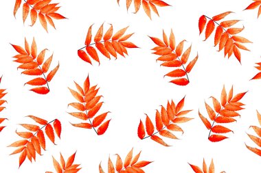 parlak renkli sonbahar yaprakları