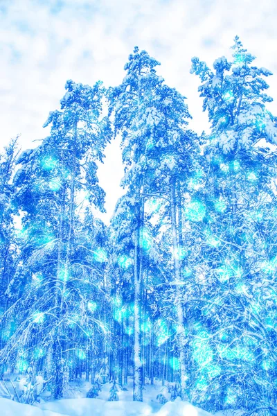 Donmuş kış ormanı — Stok fotoğraf